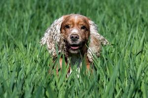 Happy young Dog English cocker spaniel while running to you photo