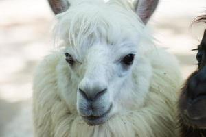 alpaca portrait while looking at you photo