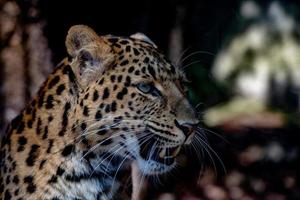 leopardo del norte de china de cerca foto