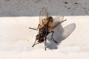 fly macro close up portrait photo