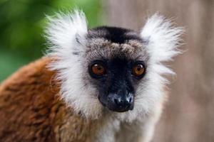 Retrato de mono lémur de Madagascar en un árbol foto