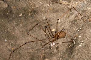 spitting spider with eggs photo