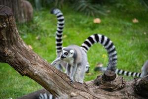 lemur monkey while on a tree branch photo