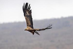 tawny eagle in kruger park south africa photo