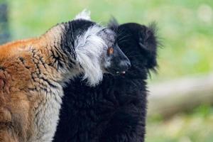 madagascar lemur monkey portrait on a tree photo