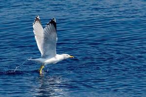 Seagull while taking off from the sea photo