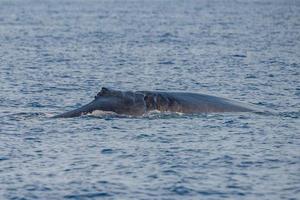 Fin whale damaged in ship collision propeller sign on body photo