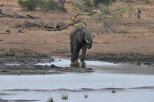 elephant  drinking at the pool in kruger park south africa photo
