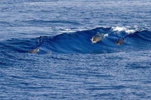 Delfines rayados jóvenes felices mientras navegan en tubo de onda foto