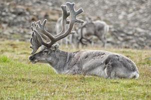 wild reindeer in Spitzbergen photo