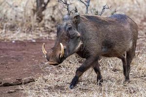 warthog at drinking pool in kruger park south africa photo
