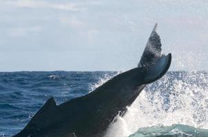 Humpback whale breaching and jumping in blue polynesian sea photo