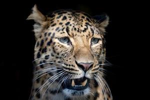 north chinese leopard close up photo