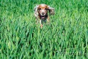 feliz perro joven cocker spaniel inglés mientras corre hacia ti foto