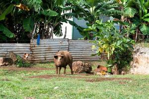 hovel, shanty, shack in Tonga, Polynesia photo