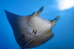 Manta underwater in the blue ocean background in bora bora polynesia photo