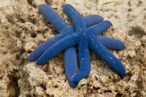 estrellas de mar en un arrecife colorido paisaje submarino foto