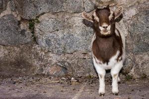 New born white and brown goat nannie photo