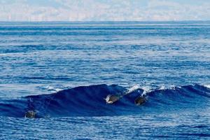 Dolphin while jumping in the deep blue sea photo