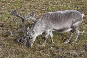 reno salvaje en spitzbergen foto