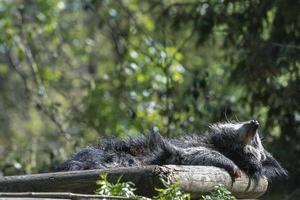 Binturong asian bear close up portrait photo