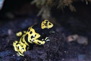 Yellow headed poison frog dendrobates leucomelas photo