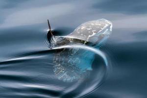 Sun fish outside water while eating jellyfish photo