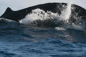 Humpback whale breaching and jumping in blue polynesian sea photo