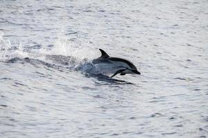 Dolphin while jumping in the deep blue sea photo