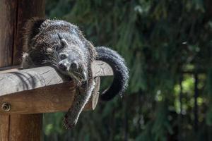 Binturong asian bear close up portrait photo