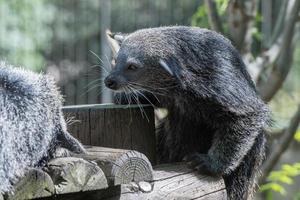 Binturong asian bear close up portrait photo