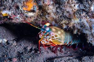 Mantis Lobster defending eggs close up macro photo