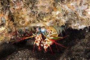 Mantis Lobster defending eggs photo