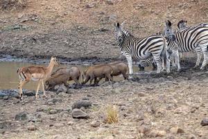 warthog zebra and antelope at drinking pool in kruger park south africa photo