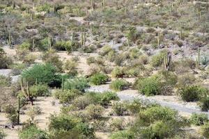 wild horses in Baja California desert photo