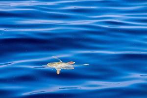 tortuga cerca de la superficie del mar para respirar foto