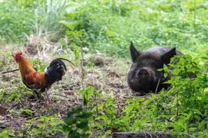 Big black boar and rooster portrait while looking at you photo