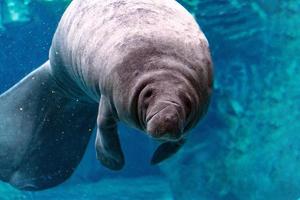 newborn baby manatee close up portrait photo