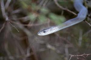 Black mamba snake south africa close up photo