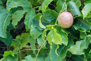 passion fruit on a tree ready to eat photo