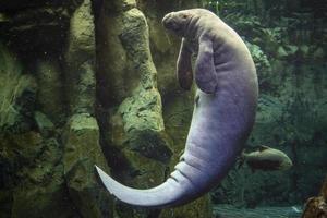 Manatee underwater close up photo