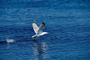 Seagull while taking off from the sea photo