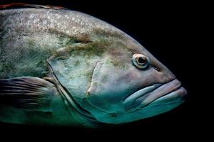 colorful grouper isolated on black photo