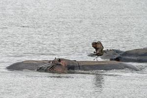 hippos and bird in kruger park south africa photo