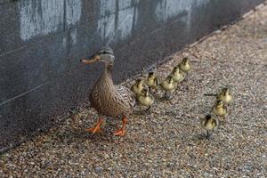 duck mother and puppy in a line crossing the street in washington photo