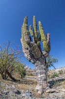 cactus gigante del desierto de california de cerca foto