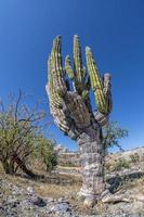 california giant desert cactus close up photo