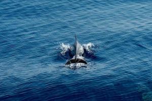 Dolphin while jumping in the deep blue sea photo