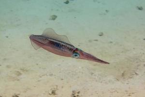 Un cierre aislado de coloridos calamares sepia bajo el agua foto
