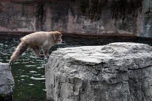 japanese macaque monkey while jumping on the rocks photo